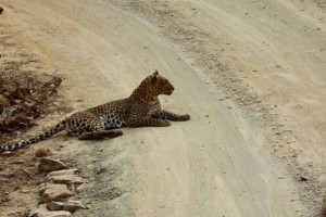 Travel is fatal to prejudice, bigotry, and narrow-mindedness